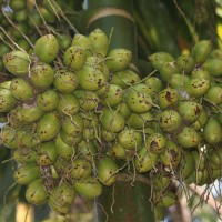 Areca catechu L.